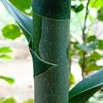 Dracaena angustifolia Rhisgl