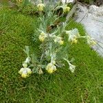 Artemisia umbelliformis Flor