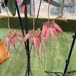 Bulbophyllum rothschildianum