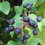 Cornus sanguinea Vaisius