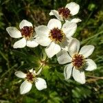 Anemone narcissiflora Blomma