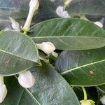 Stephanotis floribundaFlower