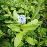 Myosotis sylvatica Fula
