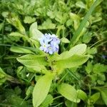 Myosotis sylvatica 花