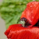 Papaver argemone 花