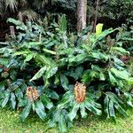 Hedychium gardnerianum Habit