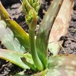 Aloe amudatensis অন্যান্য