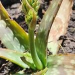 Aloe amudatensis 其他