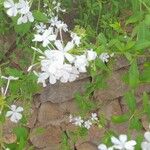 Plumbago europaea Blomst