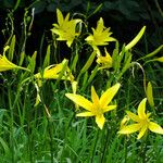 Hemerocallis citrina Цветок