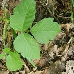 Toxicodendron rydbergii Leaf