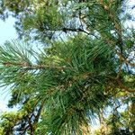 Pinus sylvestris Листок