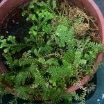 Selaginella stenophylla Лист