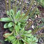 Plantago virginica Blatt