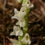 Goodyera repens Цветок