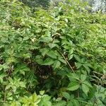 Rubus bertramii Blad