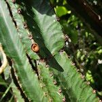 Euphorbia murielii Folha