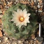 Turbinicarpus schmiedickeanus Квітка