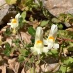 Linaria triphylla Blomma