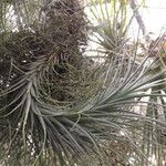 Tillandsia utriculata موطن