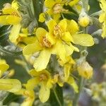 Verbascum lychnitis Fleur