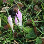 Colchicum autumnale Plante entière