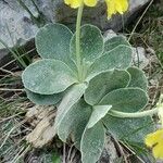 Primula auricula Лист