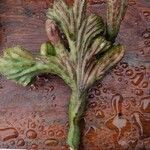 Cereus spegazzinii Leaf