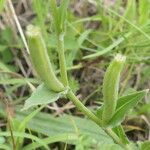 Oenothera stricta Casca