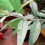 Buddleja asiatica Leaf