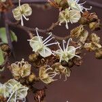 Julbernardia globiflora Floro