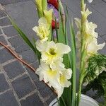 Gladiolus × hybridus ফুল