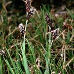 Carex atrofusca Habit