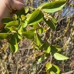 Ligustrum ovalifoliumLeaf