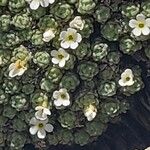 Androsace helvetica Virág