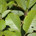 Handroanthus chrysanthus 叶