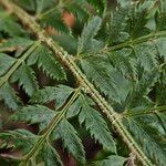 Polystichum aculeatum 樹皮