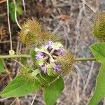 Passiflora ciliata Kukka