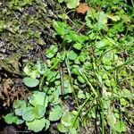 Chrysosplenium oppositifoliumLeaf