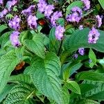 Heliotropium arborescens Cvet