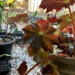 Begonia heracleifolia 叶