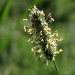 Phleum pratense Blomma