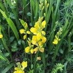 Genista sagittalis Flor