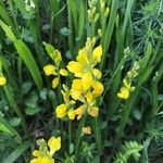 Genista sagittalis Flower