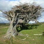 Nothofagus pumilio Hàbitat