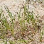 Juncus heterophyllus Habitat