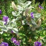 Salvia viridis Flower