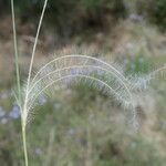 Stipa pennata Frukt