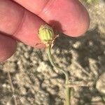 Crepis alpina Flower