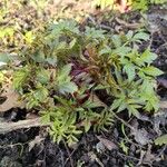 Angelica lucida Fuelha